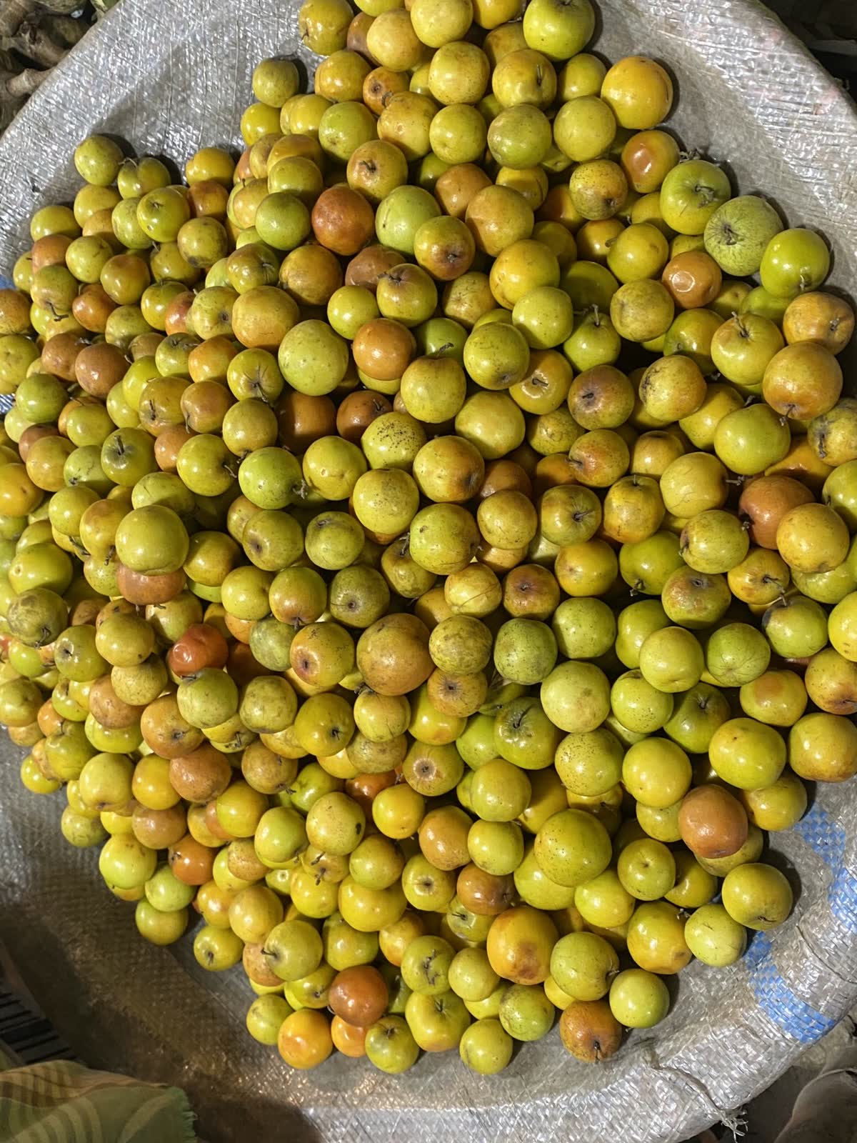 A large pile of small, round, yellow-to-orange fruits, likely jujubes, spread on a textured mat. The fruits appear fresh and ripe, evoking a vibrant, earthy tone. — Fresh jujubes Korea: what they are, and how they differ from the dried version abroad