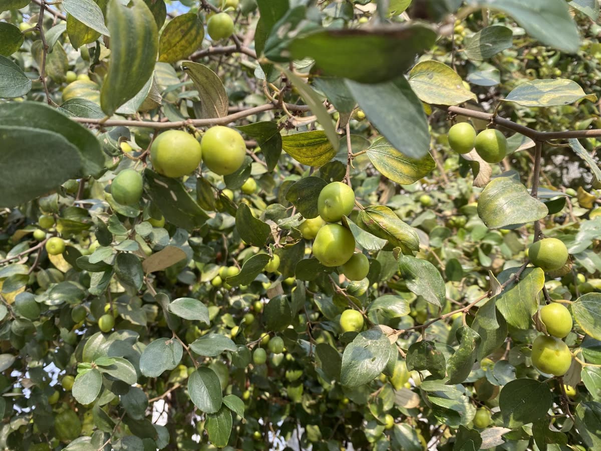 Tree branches covered with green jujube fruits and glossy leaves, creating a fresh, abundant look. — Fresh jujubes Korea: what they are, and how they differ from the dried version abroad