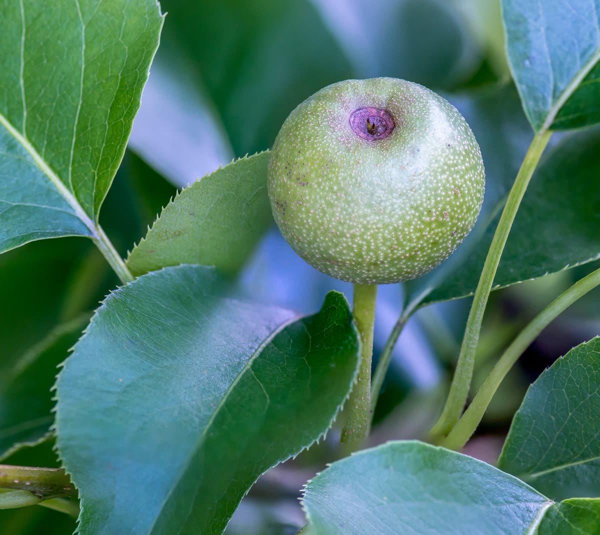 Asian Pear Fruit May 2018 (258794257) — Short ribs and Asian pear — substitutions that work overseas