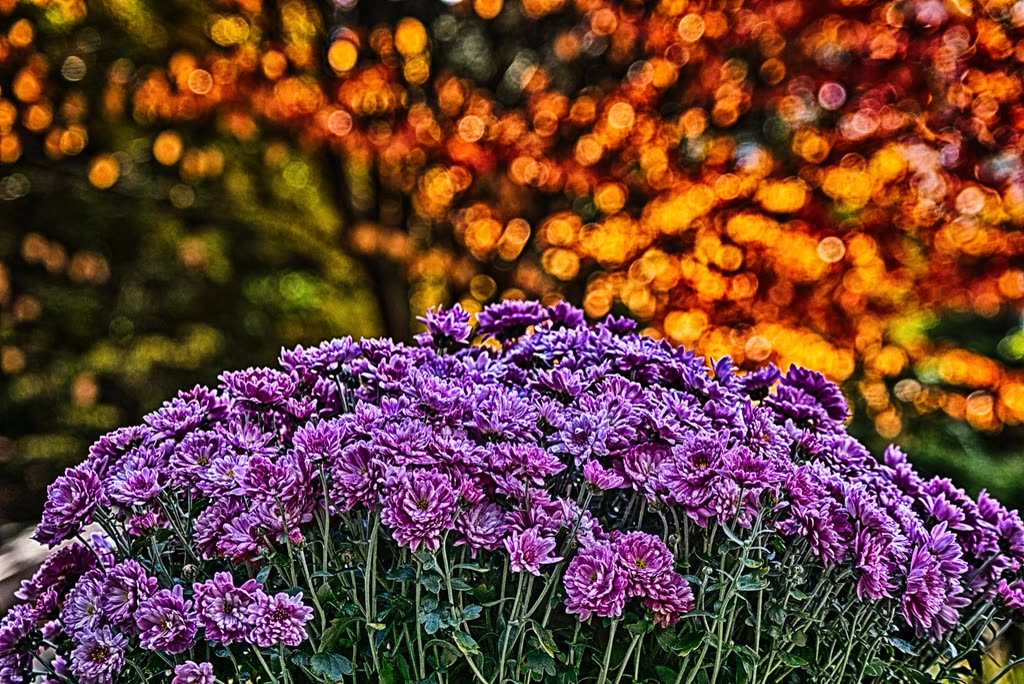무제 — Goyang autumn flower festival 2026: dates, venue and admission