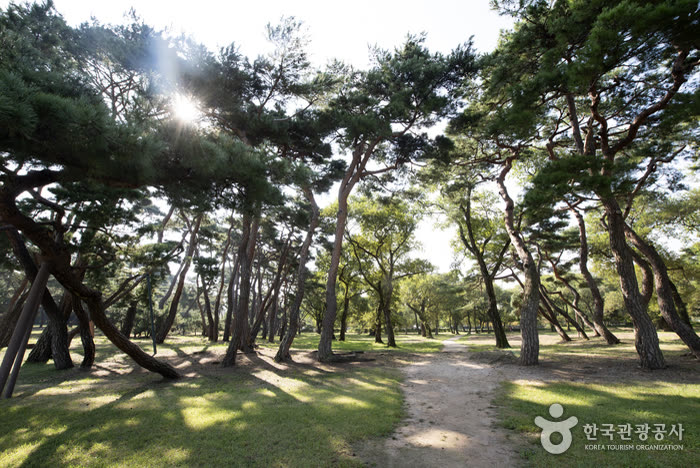 Gyeongju Five Royal Tombs (경주 오릉) — Gyeongju hanbok free entry: what opens up during Chuseok 2026
