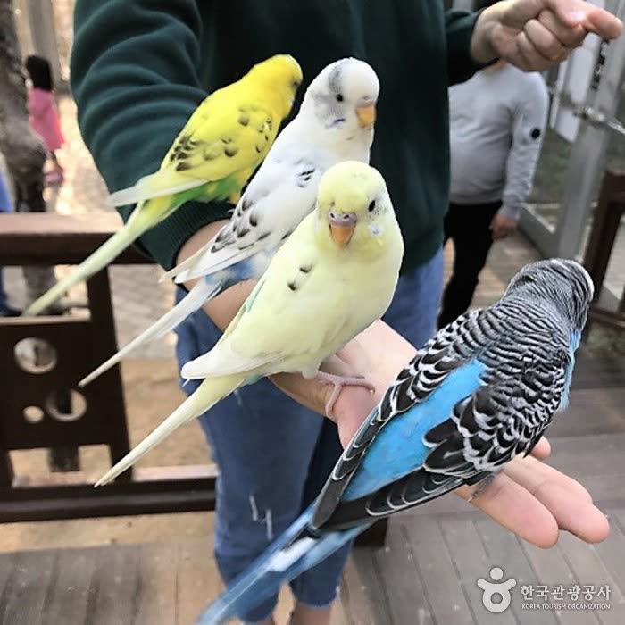 Gyeongju Bird Park (경주 버드파크) — Getting there from Seoul when KTX is sold out