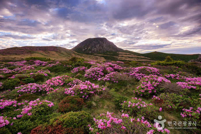 Hallasan Mountain (한라산) — When to Book for October Foliage