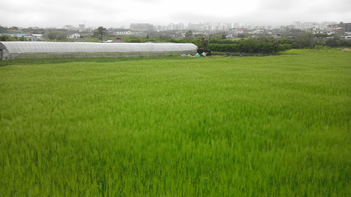 Dori-ro, Jeju-si, Jeju-do, South Korea - panoramio — How to Read a Korean Kimchi Label for Wheat