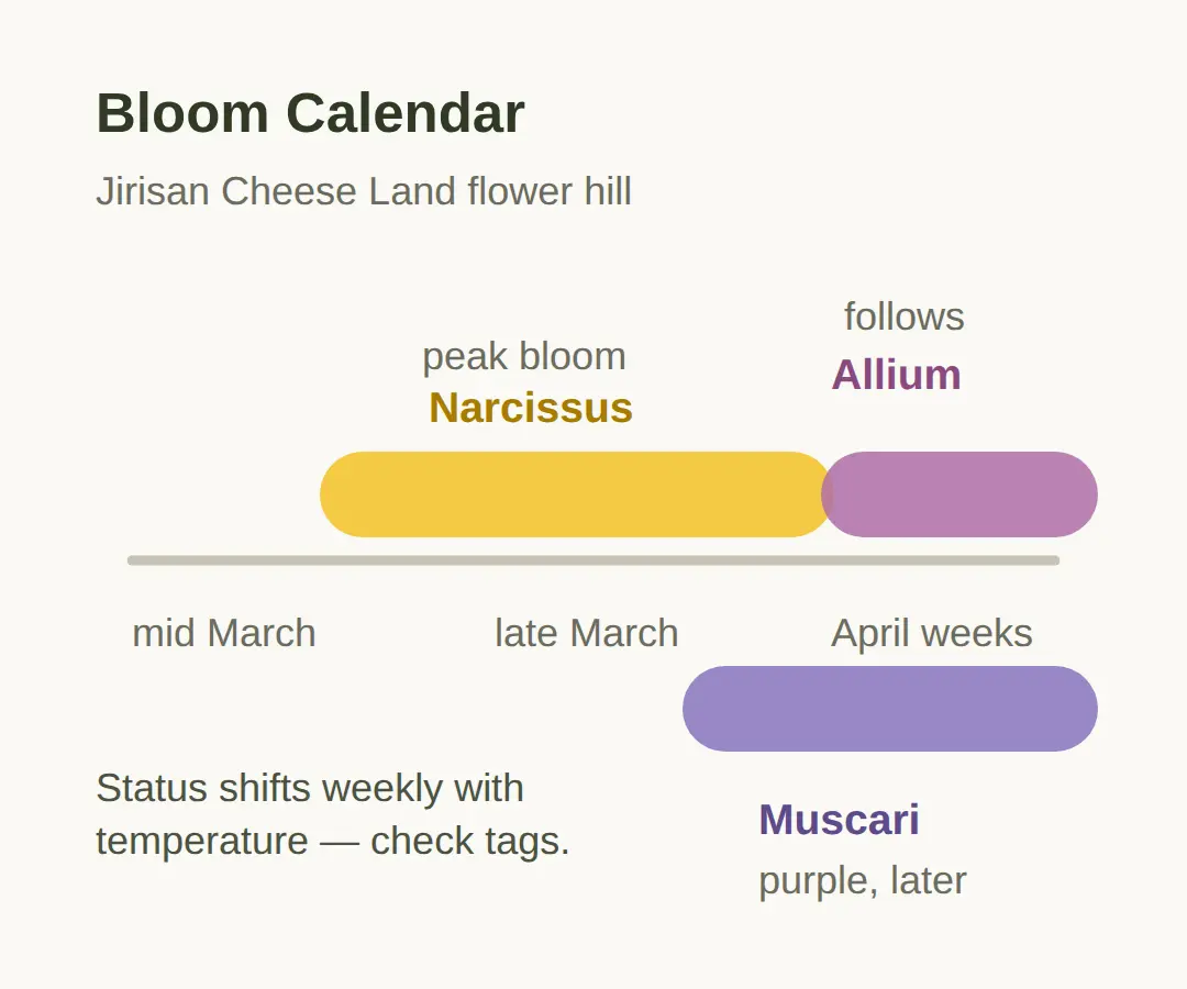 When Are the Flowers in Bloom?