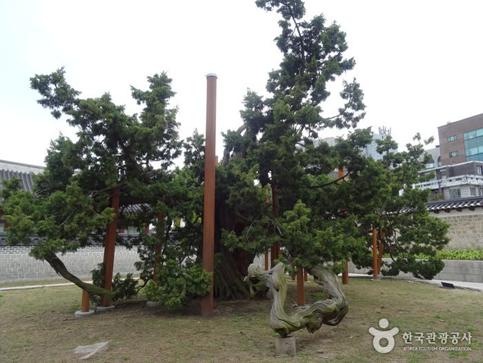 Hyangnamu Tree in Changdeokgung Palace (창덕궁 향나무) — Jongno 3-ga food: the four eating zones within one walk