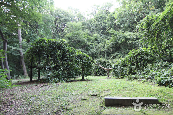 Daraenamu Tree in Changdeokgung Palace (창덕궁 다래나무) — Street food prices in Seoul: markets vs Myeongdong