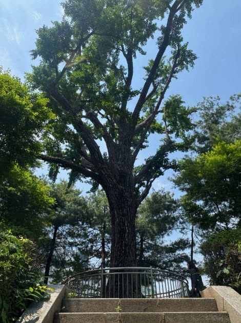Ginkgo Tree at the Fortress Well Site (성주우물터 은행나무) — Places to Visit in Korea Besides Seoul: Busan or Gyeongju for a First Trip?