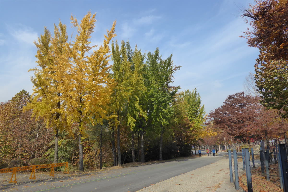 Autumn Colours at the Seoul Grand Park Zoo — seoul itinerary 5 days autumn: the 3+2 split — 3 Seoul days, 2 Busan days, one train in between