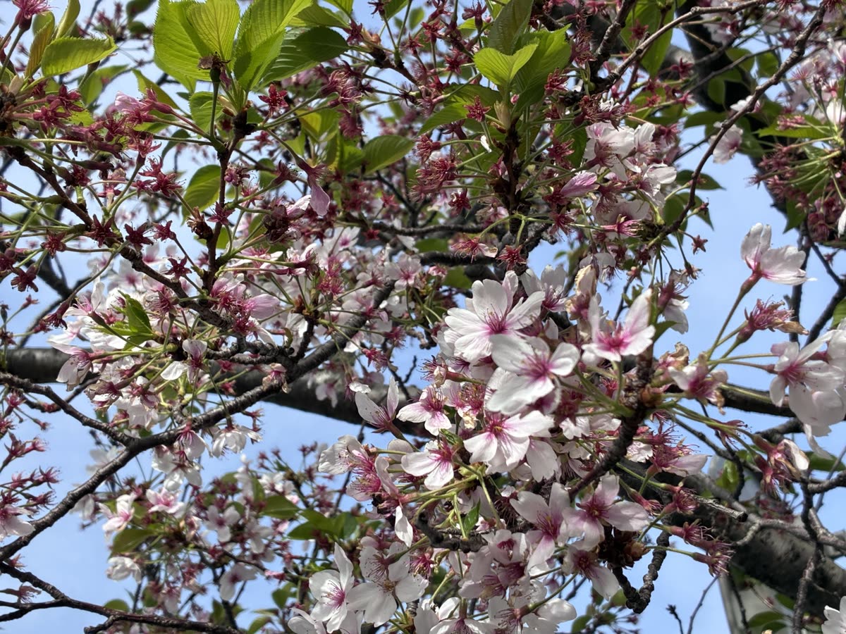 A close-up view of cherry blossom branches in bloom, featuring delicate pink and white flowers surrounded by green leaves — seoul itinerary 5 days spring: when cherry blossoms bloom