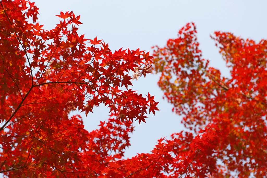 Red maple trees — Spring vs autumn in Seoul: what actually changes