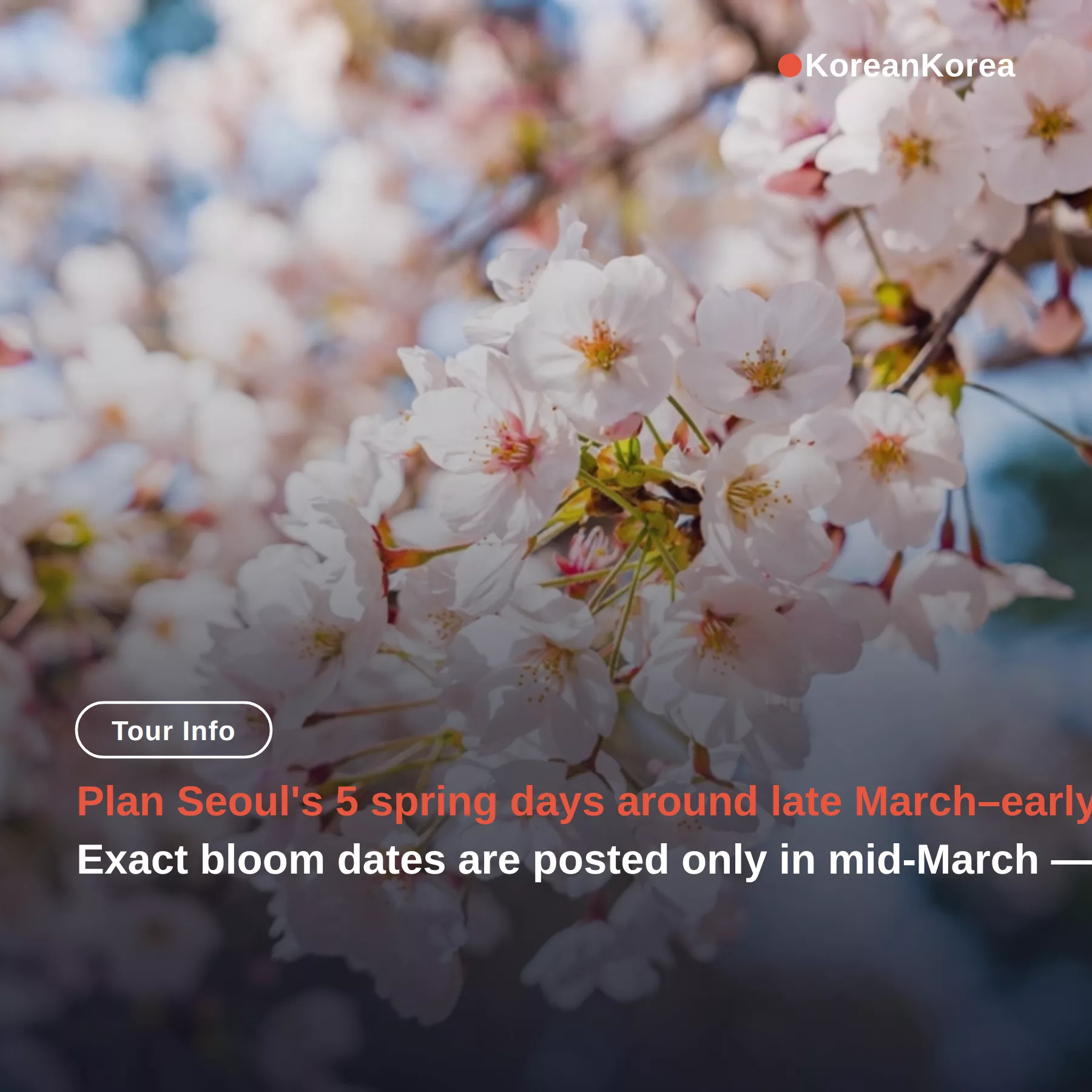 Seoul Itinerary 5 Days Spring: Bloom Dates & Prices