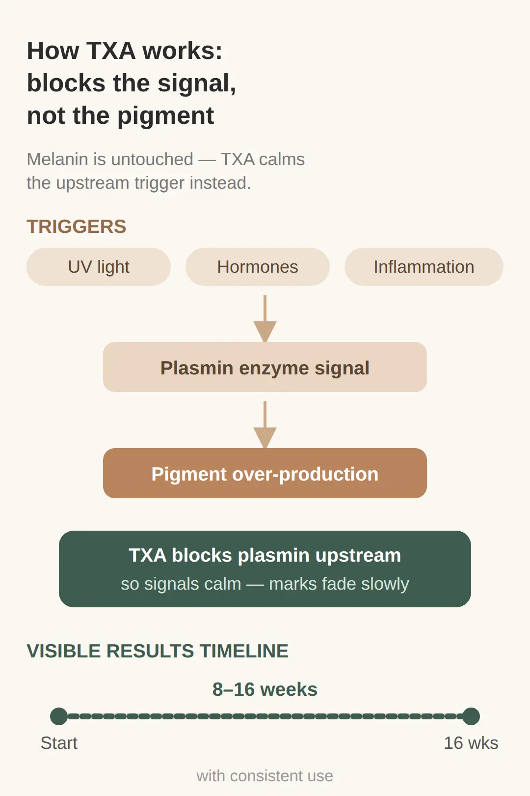 What TXA actually does — not bleaching, signal blocking