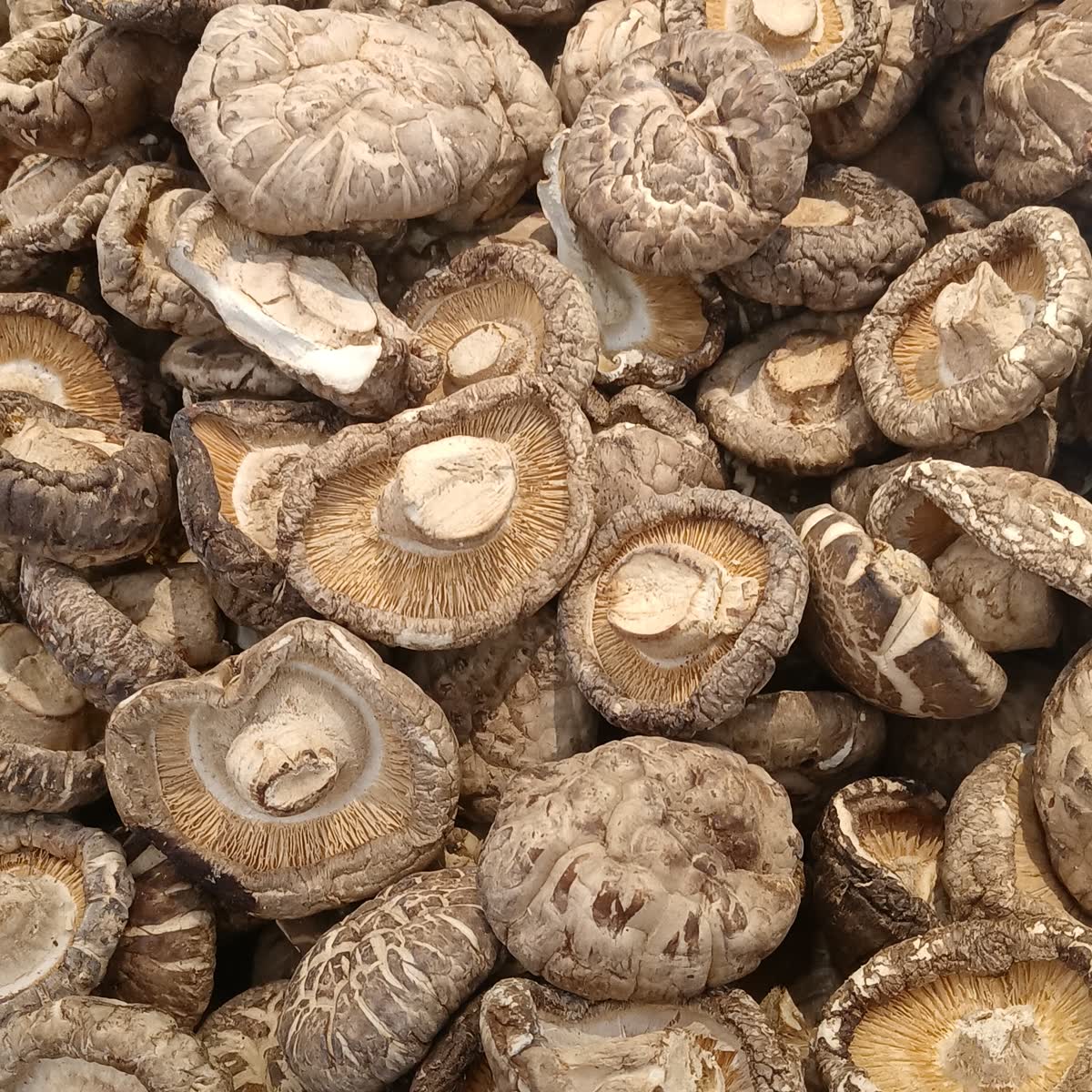 Dried shiitake mushrooms (20240907) — Kimchi Jjigae Recipe Vegetarian: What Replaces Pork and Anchovy Broth