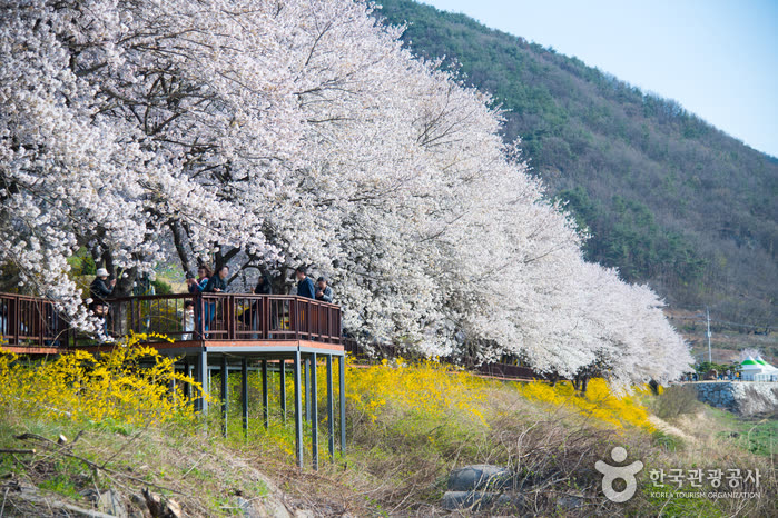 Gurye Seomjingang Cherry Blossom Trail (구례 섬진강 벚꽃길) — Is It Open Year-Round, and When Do the Blossoms Bloom?