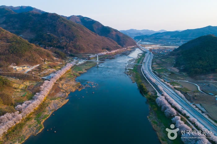 Gurye Seomjingang Cherry Blossom Trail (구례 섬진강 벚꽃길) — How Long Is the Trail — 3 km or 129 km?