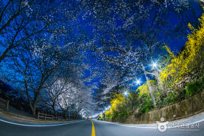 Gurye Seomjingang Cherry Blossom Trail (구례 섬진강 벚꽃길) — The Gurye 300-ri Cherry Blossom Festival: 2026 Dates and 2027