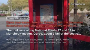 Gurye Seomjingang Cherry Blossom Trail: When and How to Go