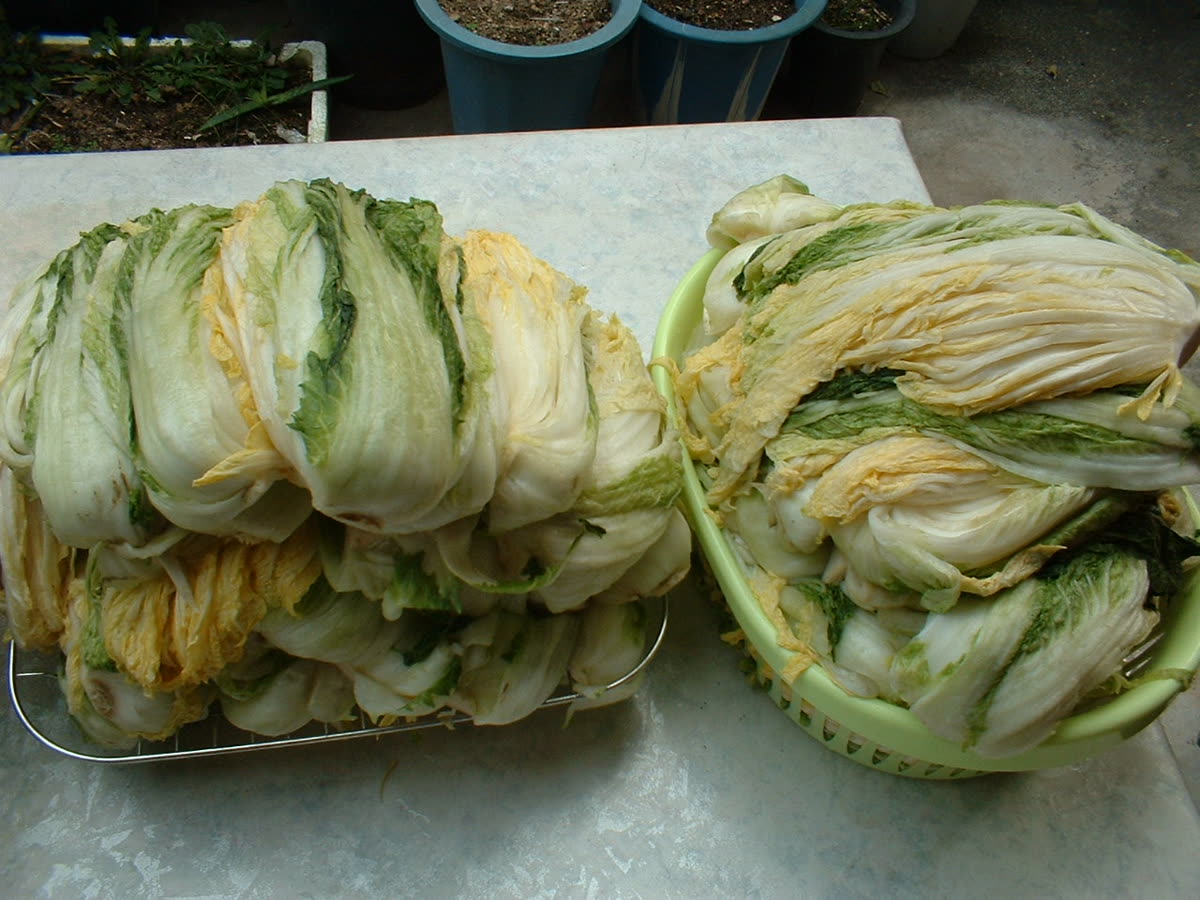 Korean cuisine-Salted baechu-01 — Kimchi Recipe: The Steps From Start to a Ripe Jar
