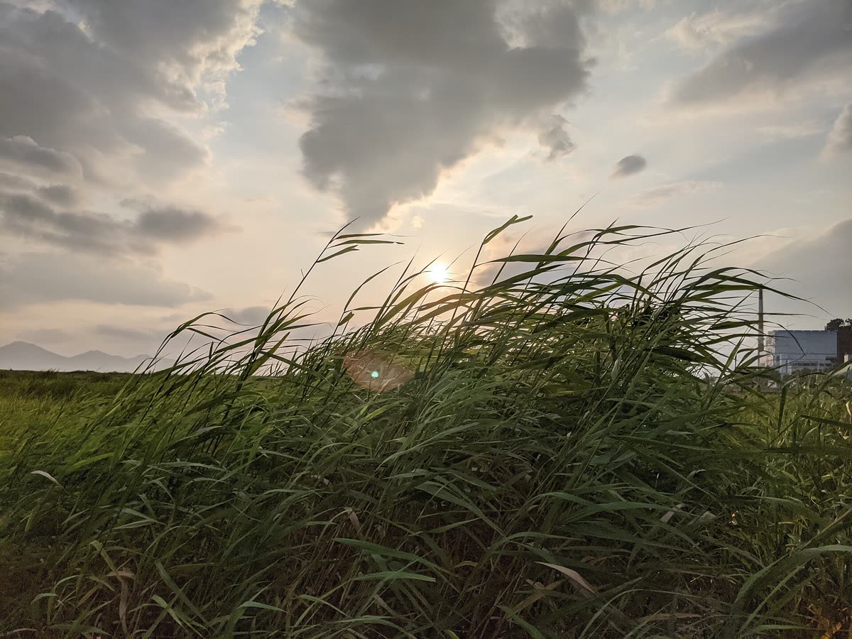 Beach grass in South Korea — Why It Matters: Names, Designations and History