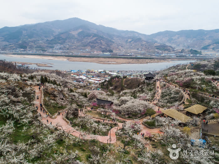 Gwangyang Maehwa Village (광양 매화마을) — Hours, Address and Phone