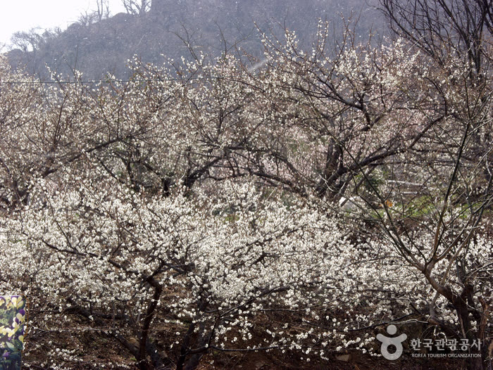 Gwangyang Maehwa Village (광양 매화마을) — When to Go: March Blossoms or June Plums