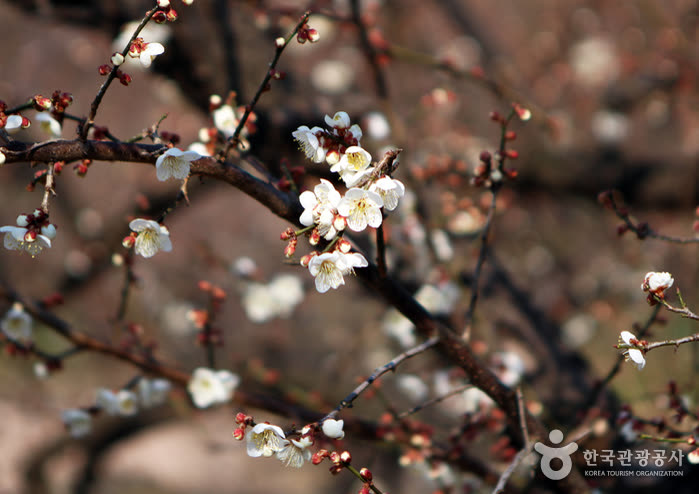 Gwangyang Maehwa Village (광양 매화마을) — Plum Products and the Festival